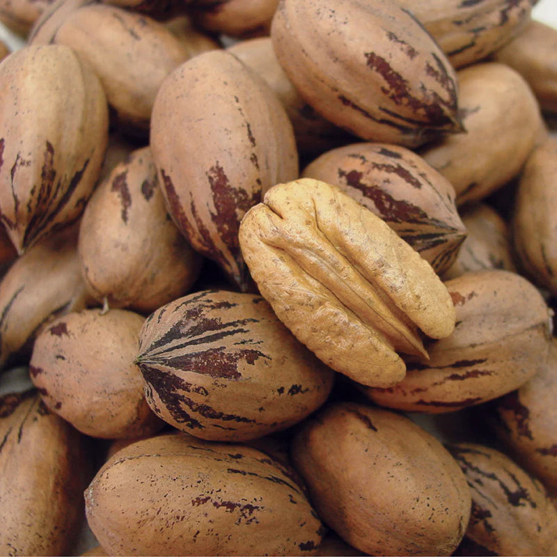 Whole Pecan Nuts